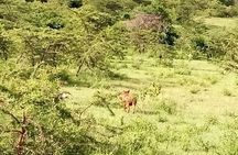 5-Day Crescent Island, Hell’S Gate, Naivasha, Amboseli National Park