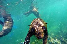 1.5-Hour Seal Viewing Boat Tour in Plettenberg Bay