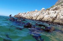 1.5-Hour Seal Viewing Boat Tour in Plettenberg Bay