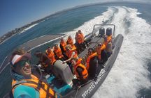 1.5-Hour Seal Viewing Boat Tour in Plettenberg Bay