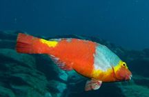 NIGHT DIVING - Dive into the darkness and be moved by its serenity !