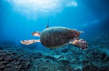 5 Fun Dives in Nusa Lembongan (for certified divers) - Swim with a Mola Mola