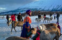 Reindeer feeding & Saami Culture