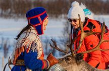 Reindeer feeding & Saami Culture