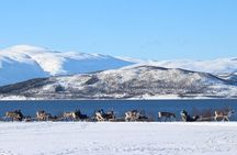 Sami Culture and Short Reindeer Sledding from Tromso