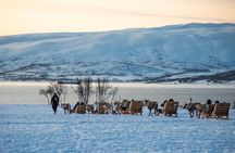 Reindeer Sledding Experience and Sami Culture Tour from Tromso