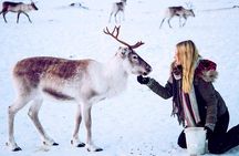 Reindeer visit, and Sami Culture Including Lunch from Tromso