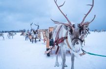 Reindeer Sledding Experience and Sami Culture Tour from Tromso
