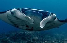 2 Days Discover Scuba Diving in Nusa Lembongan - Scuba Initiation