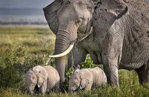 3 Days of Camping Bliss in Serengeti and Ngorongoro Crater