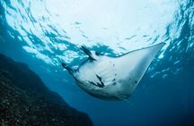 7 Fun Dives in Nusa Lembongan (for certified divers) - Premium Value Package