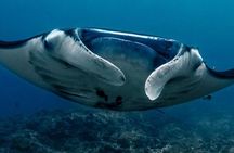 Open Water + Advanced Course - Premium Certifications Package in Nusa Lembongan