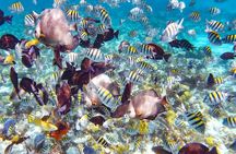 Pearl Island Bahamas Snorkeling Experience and Lunch
