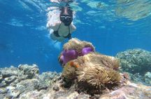 Snorkel in the second largest reef in the world Colorful tour in Puerto Morelos 