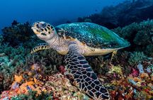 Open Water Course in Pemuteran - Get Certified in Bali