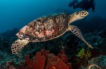 Open Water Course in Pemuteran - Get Certified in Bali