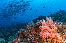 Open Water + Advanced Course - Premium Certifications Package in Pemuteran, Bali