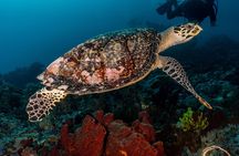 Open Water + Advanced Course - Premium Certifications Package in Pemuteran, Bali