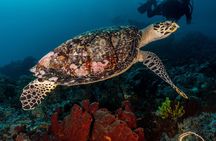 7 Fun Dives in Pemuteran (for certified divers) - Exploration in Menjangan Park