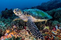 7 Fun Dives in Pemuteran (for certified divers) - Exploration in Menjangan Park