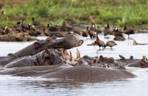 4 days Private Safari Tour Tanzania
