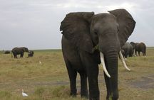 2 Day Wilderness Trail: Okavango Delta and Moremi - Camping Safari