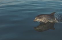 The Spectacular Coastline Boat Tour 