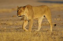 Johannesburg or Gaborone to Victoria Falls 10 Day ACROSS BOTSWANA SmallGroupTour