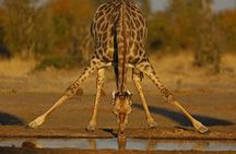 Johannesburg or Gaborone to Victoria Falls 10 Day ACROSS BOTSWANA SmallGroupTour