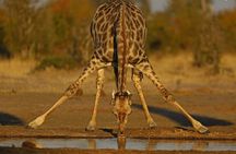 Johannesburg or Gaborone to Maun: 5 Day Rhinos, Diamonds & Okavango Delta Tour