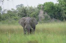 2 Nights Okavango Delta Mokoro WildCamping Tour, all-inclusive