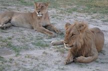 3 Day Desert Trail: Central Kalahari Game Reserve - WildCamping Safari