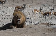 3 Day Desert Trail: Central Kalahari Game Reserve - WildCamping Safari