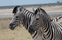 3 Day Desert Trail: Central Kalahari Game Reserve - WildCamping Safari