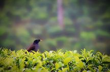 Hill Station Tour from Coimbatore to Valparai - 2 days