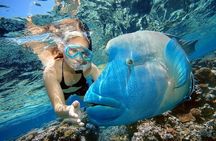 Private Speedboat Dolphin House Sea Trip with Transfer - Hurghada