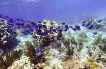Private Stingray City Snorkeling Half Day Charter for 10 Guests