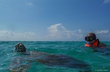 Marine Turtle Snorkeling Private Tour