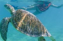 Marine Turtle Snorkeling Private Tour