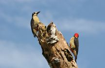 Birdwatching by the Lake Arenal