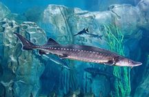 Private Tour of Shanghai Ocean Aquarium Yu Garden and Oriental Pearl Tower