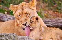 The Ultimate Safari in Tanzania