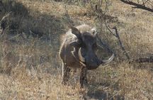 Kruger National Park - Private Sunrise Half day Safari trip.
