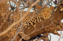 Kruger National Park - Private Sunrise Half day Safari trip.