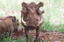 3 Days Tsavo East & West starting from Mombasa.