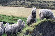 Cotopaxi Hike & Horse