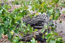 Santorini: 4hr Private Wine Tasting Tour
