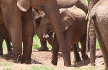 2 Days Tsavo East and Ngutuni Sanctuary starting from Mombasa.