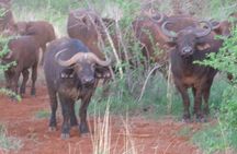 2 Days Tsavo East and Ngutuni Sanctuary starting from Mombasa.