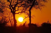 Kruger National Park - Sunset Safari trip.